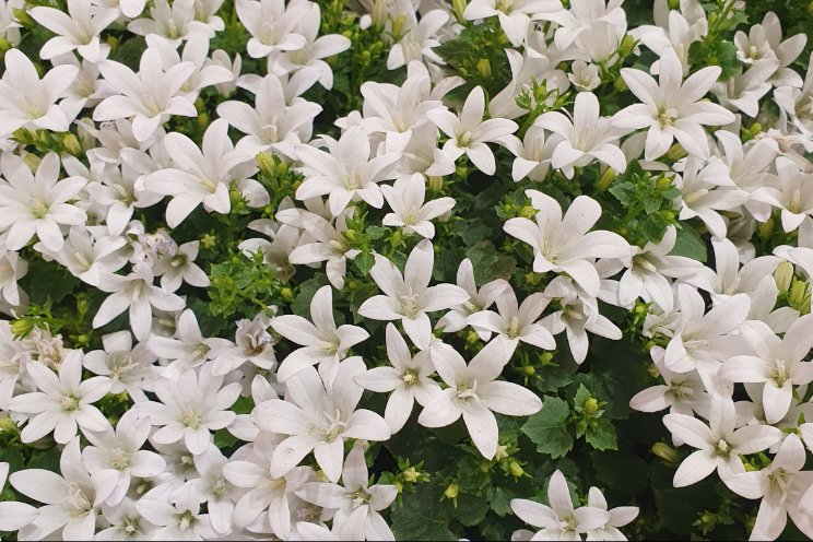 Addenda introduceert nieuwe witte Campanula