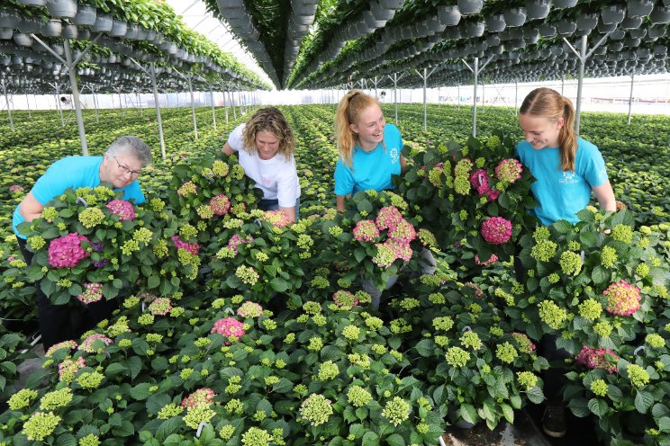 Topdrukte in hortensia's in aanloop naar Moederdag