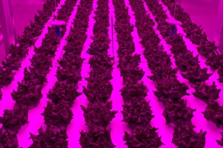 De beste teeltstrategie in een vertical farm?