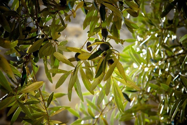 'Voorkom Xylella, neem geen planten mee naar NL'