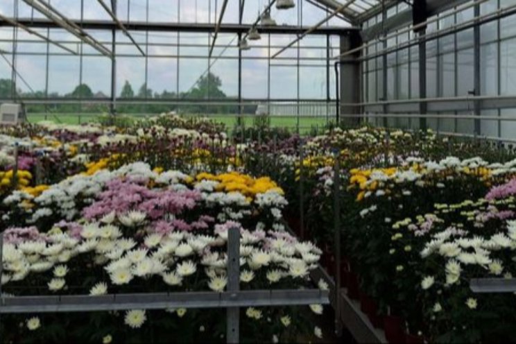 Verticillium dahliae in teelt chrysant voorkomen