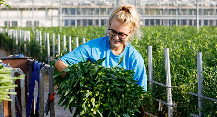 Tesselaar Alstroemeria: 'FloriPEFCR wordt norm'