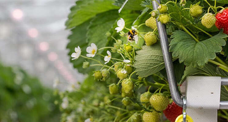 Efficinte LED met verrood licht werkt in aardbeien