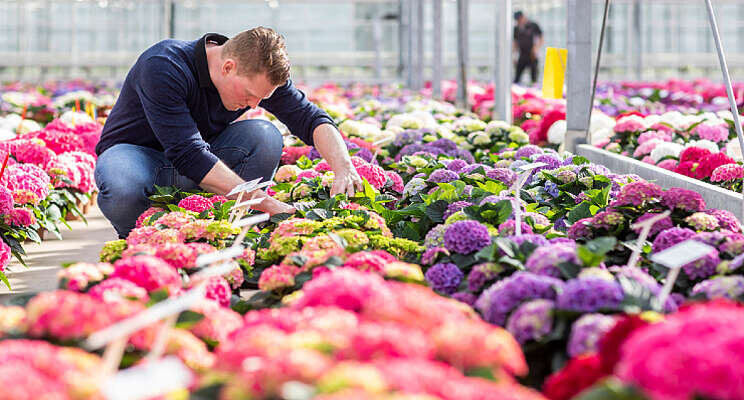 Hortensiaseizoen van start bij Sjaak van Schie