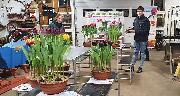 Door weer en wind tulpenkeuren in Breezand