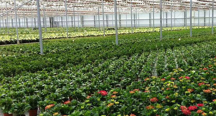 Planten voor opplant krijgen nieuwe importeisen 