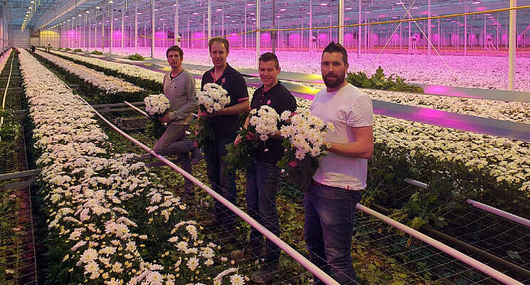 Eerste chrysantenoogst in nieuwe kas U GRAND