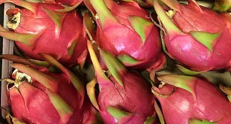 Dragonfruit nieuwe kasteelt?