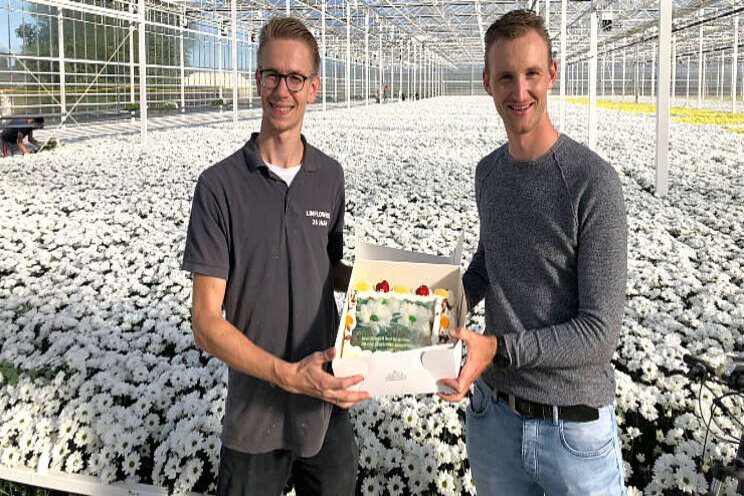 LinFlowers van start met aanvoer Chic-chrysant