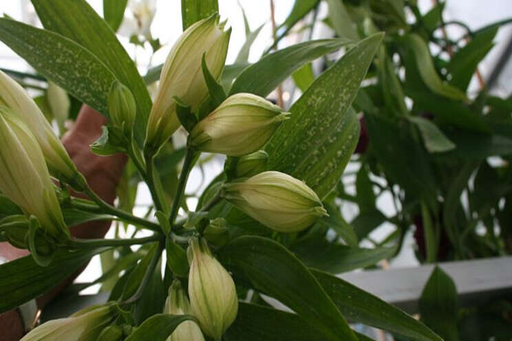 Bladstreepjes alstroemeria: wat is de oorzaak?