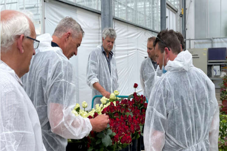 Terugblik op acht jaar onderzoek 'perfecte roos'