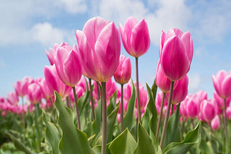 Tulpenkwekers laten selectierobots bouwen