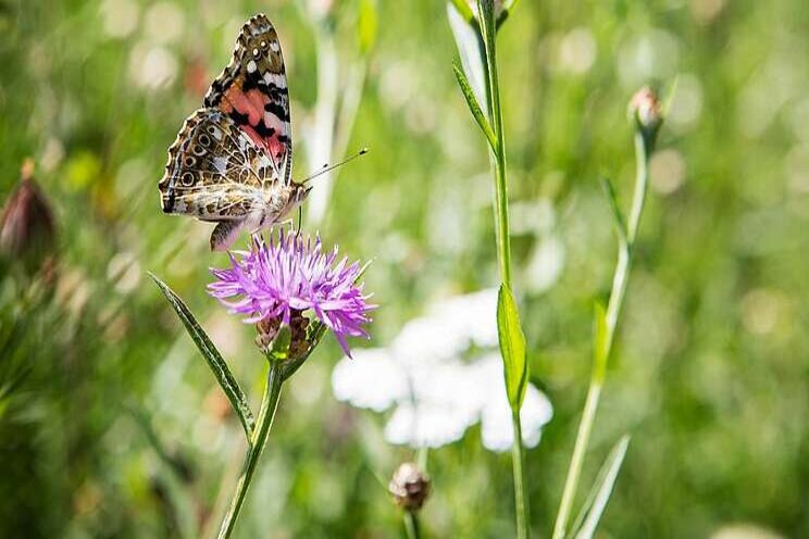 BASF helpt mee aan verduurzaming landbouw