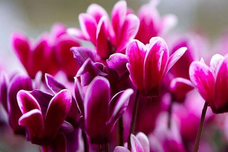 Benchmark Cyclamen gericht op patioplant