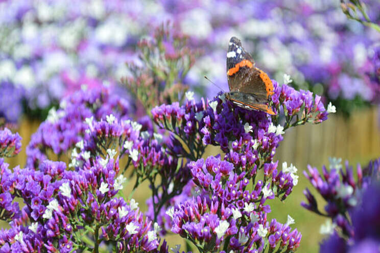 Limonium Salt Lake favoriet bij het publiek