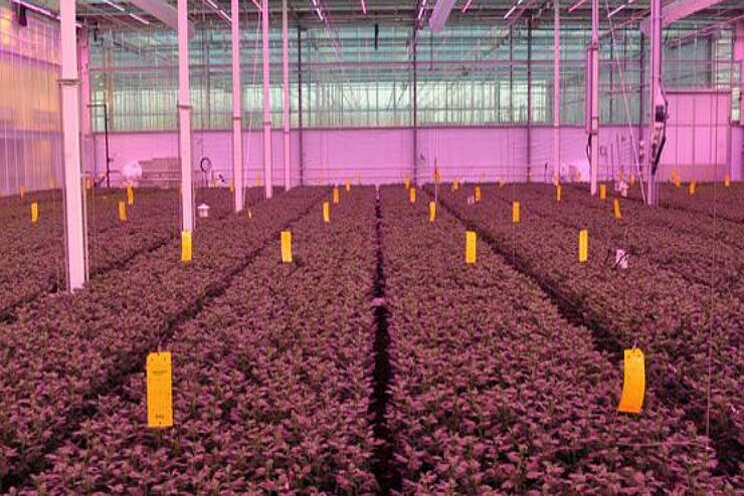 Chrysant onder LED niet trager, groeisnelheid in winter moet beter