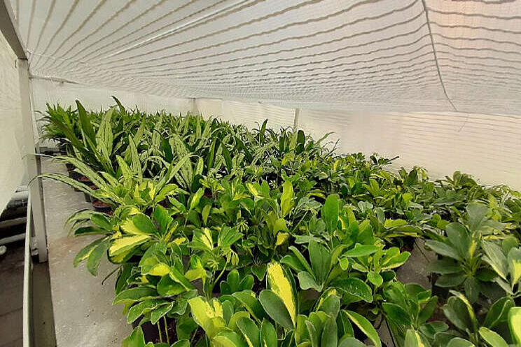 Effect hortiscatter op potplanten