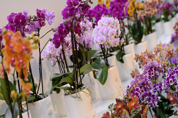 Orchideen Opti-flor nu ook te koop bij Studio Botanica