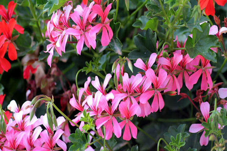 Honderden geraniums voor kerken in Den Haag