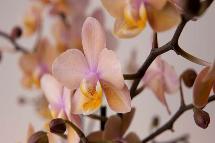 Geurende Perfum orchids van Duijn-Hove en Sion