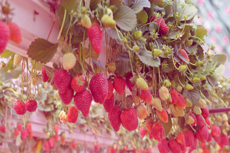 Aardbeien onder belichting