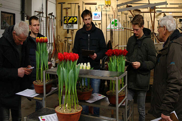 Poten tulp Dutch Design bijna perfect