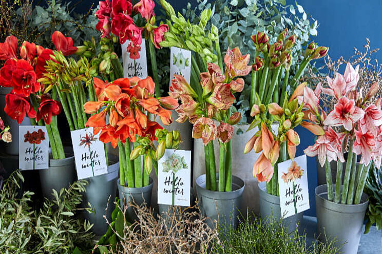 Amaryllis pop-stores in Duitsland en Nederland